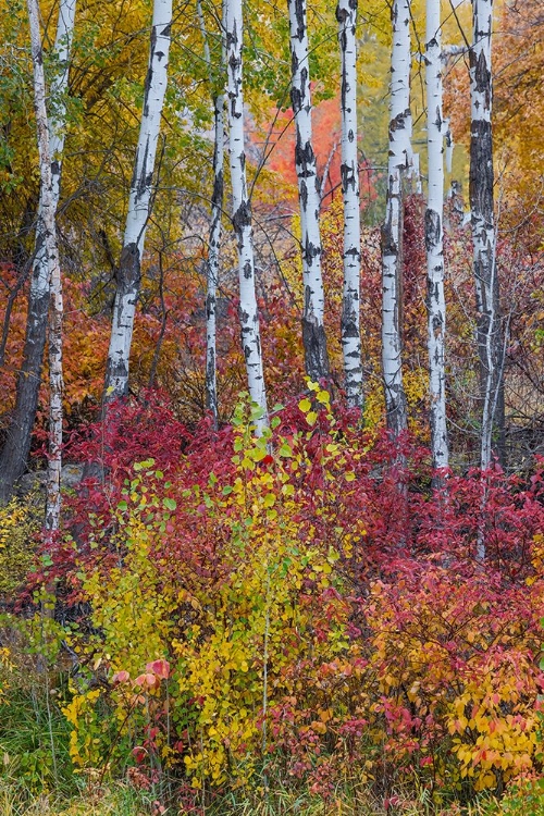 Picture of USA- WASHINGTON STATE. ASPENS AND WILD DOGWOOD IN FALL COLOR NEAR WINTHROP