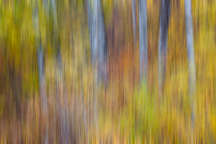 Picture of USA- WASHINGTON STATE. COTTONWOODS IN FALL COLOR NEAR WINTHROP