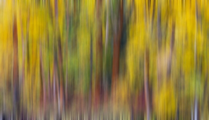 Picture of USA- WASHINGTON STATE- CLE ELUM. COTTONWOODS IN AUTUMN ALONG THE YAKIMA RIVER