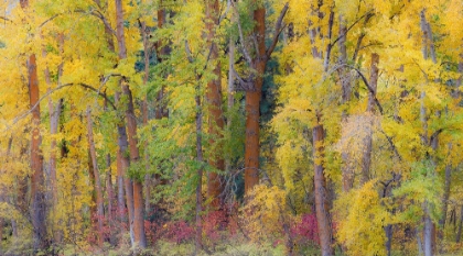 Picture of USA- WASHINGTON STATE- CLE ELUM. COTTONWOODS IN AUTUMN ALONG THE YAKIMA RIVER
