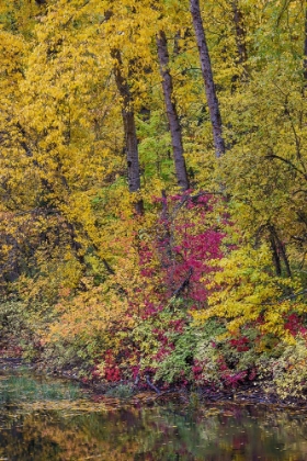 Picture of USA- WASHINGTON STATE- SMALL POND NEAR EASTON SURROUNDED BY FALL COLORED TREES