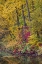 Picture of USA- WASHINGTON STATE- SMALL POND NEAR EASTON SURROUNDED BY FALL COLORED TREES