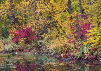 Picture of USA- WASHINGTON STATE- SMALL POND NEAR EASTON SURROUNDED BY FALL COLORED TREES