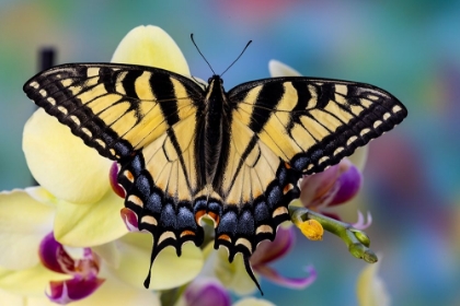 Picture of USA- WASHINGTON STATE- SAMMAMISH. EASTERN TIGER SWALLOWTAIL BUTTERFLY ON ORCHID