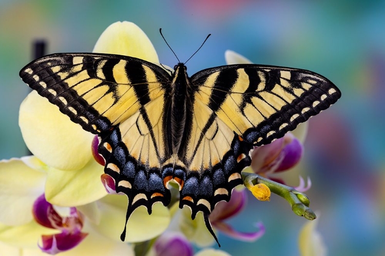 Picture of USA- WASHINGTON STATE- SAMMAMISH. EASTERN TIGER SWALLOWTAIL BUTTERFLY ON ORCHID