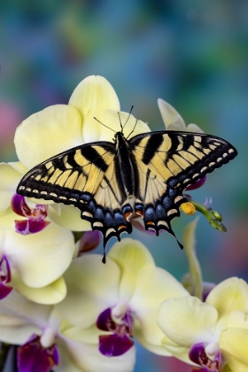 Picture of USA- WASHINGTON STATE- SAMMAMISH. EASTERN TIGER SWALLOWTAIL BUTTERFLY ON ORCHID