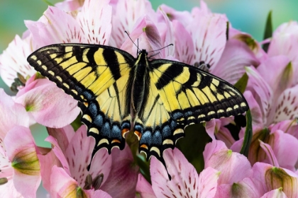 Picture of USA- WASHINGTON STATE- SAMMAMISH. EASTERN TIGER SWALLOWTAIL BUTTERFLY ON PERUVIAN LILY