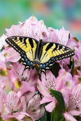 Picture of USA- WASHINGTON STATE- SAMMAMISH. EASTERN TIGER SWALLOWTAIL BUTTERFLY ON PERUVIAN LILY