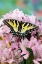 Picture of USA- WASHINGTON STATE- SAMMAMISH. EASTERN TIGER SWALLOWTAIL BUTTERFLY ON PERUVIAN LILY
