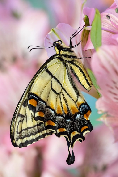 Picture of USA- WASHINGTON STATE- SAMMAMISH. EASTERN TIGER SWALLOWTAIL BUTTERFLY ON PERUVIAN LILY