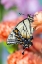 Picture of USA- WASHINGTON STATE- SAMMAMISH. EASTERN TIGER SWALLOWTAIL BUTTERFLY RESTING ON ORANGE CARNATION