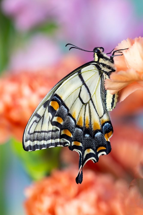 Picture of USA- WASHINGTON STATE- SAMMAMISH. EASTERN TIGER SWALLOWTAIL BUTTERFLY RESTING ON ORANGE CARNATION