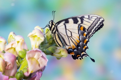 Picture of USA- WASHINGTON STATE- SAMMAMISH. EASTERN TIGER SWALLOWTAIL BUTTERFLY ON SNAPDRAGON