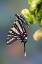 Picture of USA- WASHINGTON STATE- SAMMAMISH. ZEBRA SWALLOWTAIL BUTTERFLY ON SNAPDRAGON