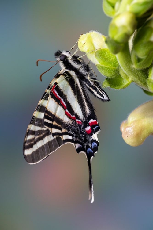 Picture of USA- WASHINGTON STATE- SAMMAMISH. ZEBRA SWALLOWTAIL BUTTERFLY ON SNAPDRAGON