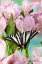 Picture of USA- WASHINGTON STATE- SAMMAMISH. ZEBRA SWALLOWTAIL BUTTERFLY ON PINK PERUVIAN LILY