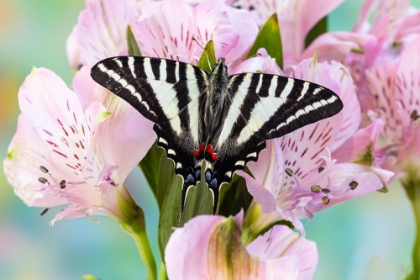 Picture of USA- WASHINGTON STATE- SAMMAMISH. ZEBRA SWALLOWTAIL BUTTERFLY ON PINK PERUVIAN LILY