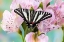 Picture of USA- WASHINGTON STATE- SAMMAMISH. ZEBRA SWALLOWTAIL BUTTERFLY ON PINK PERUVIAN LILY