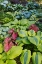 Picture of USA- WASHINGTON STATE- SAMMAMISH. SHADE GARDEN WITH CALADIUMS- HOSTA.