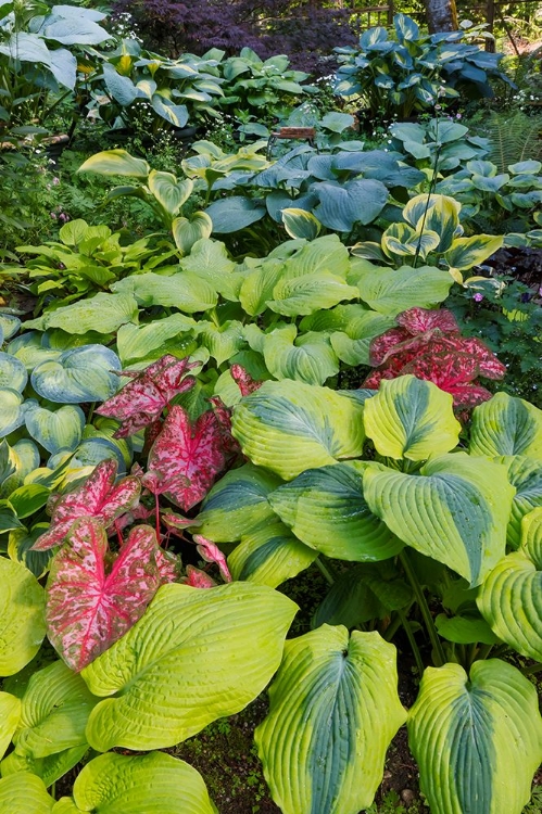 Picture of USA- WASHINGTON STATE- SAMMAMISH. SHADE GARDEN WITH CALADIUMS- HOSTA.