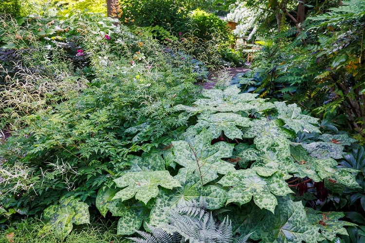 Picture of USA- WASHINGTON STATE. BELLEVUE BOTANICAL GARDEN AND SHADE GARDEN