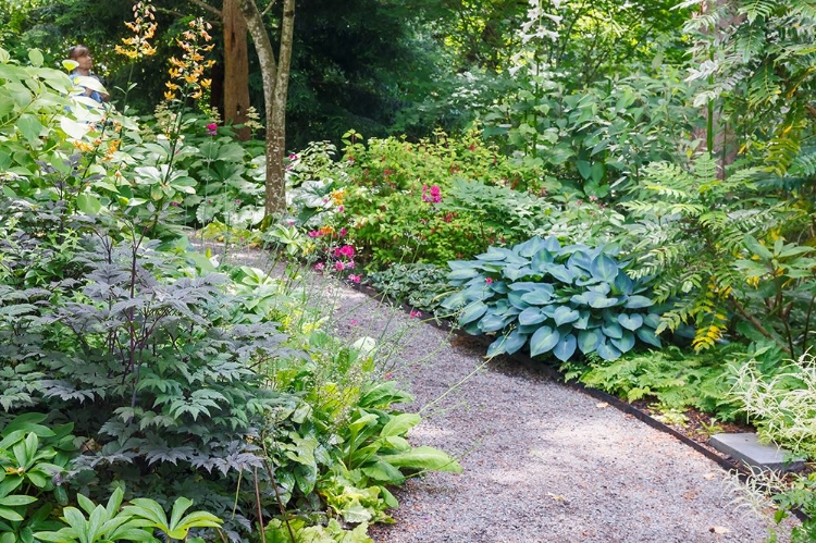 Picture of USA- WASHINGTON STATE. BELLEVUE BOTANICAL GARDEN AND SHADE GARDEN