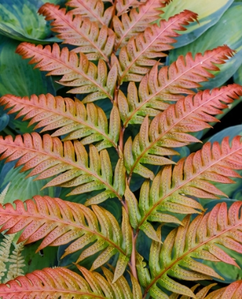 Picture of USA- WASHINGTON STATE. BELLEVUE BOTANICAL GARDEN