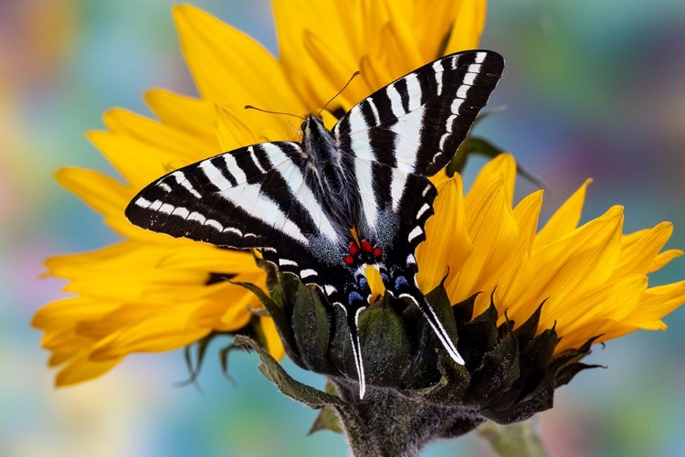 Picture of USA- WASHINGTON STATE- SAMMAMISH. ZEBRA SWALLOWTAIL BUTTERFLY ON SUNFLOWER