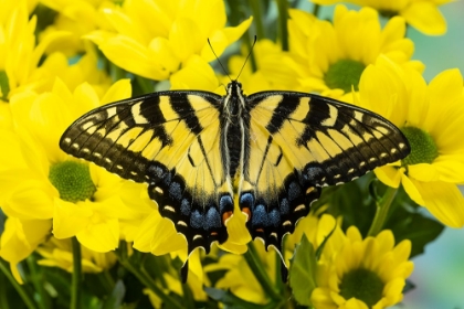 Picture of USA- WASHINGTON STATE- SAMMAMISH. EASTERN TIGER SWALLOWTAIL BUTTERFLY