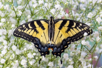 Picture of USA- WASHINGTON STATE- SAMMAMISH. EASTERN TIGER SWALLOWTAIL BUTTERFLY