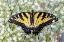 Picture of USA- WASHINGTON STATE- SAMMAMISH. EASTERN TIGER SWALLOWTAIL BUTTERFLY