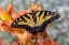 Picture of USA- WASHINGTON STATE- SAMMAMISH. EASTERN TIGER SWALLOWTAIL BUTTERFLY