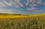 Picture of USA- WASHINGTON STATE- PALOUSE