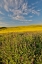 Picture of USA- WASHINGTON STATE- PALOUSE