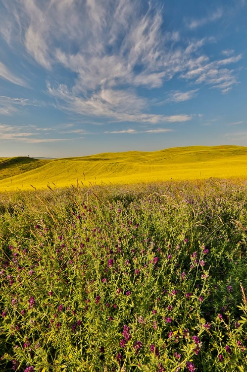 Picture of USA- WASHINGTON STATE- PALOUSE