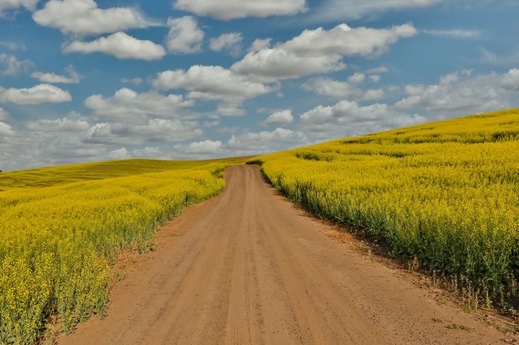 Picture of USA- WASHINGTON STATE- PALOUSE. SPRINGTIME LANDSCAPE DIRT ROADWAY AND CANOLA FIELDS