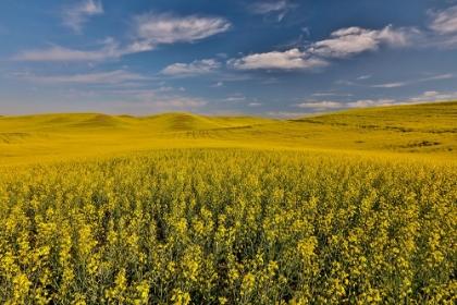 Picture of USA- WASHINGTON STATE- PALOUSE. SPRINGTIME LANDSCAPE AND CANOLA FIELDS