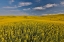 Picture of USA- WASHINGTON STATE- PALOUSE. SPRINGTIME LANDSCAPE AND CANOLA FIELDS