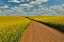 Picture of USA- WASHINGTON STATE- PALOUSE. SPRINGTIME LANDSCAPE DIRT ROADWAY AND CANOLA FIELDS