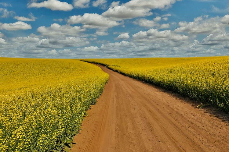 Picture of USA- WASHINGTON STATE- PALOUSE. SPRINGTIME LANDSCAPE DIRT ROADWAY AND CANOLA FIELDS