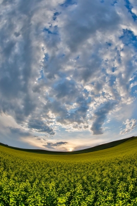 Picture of USA- WASHINGTON STATE- PALOUSE. SPRINGTIME LANDSCAPE AND CANOLA FIELDS