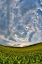 Picture of USA- WASHINGTON STATE- PALOUSE. SPRINGTIME LANDSCAPE AND CANOLA FIELDS