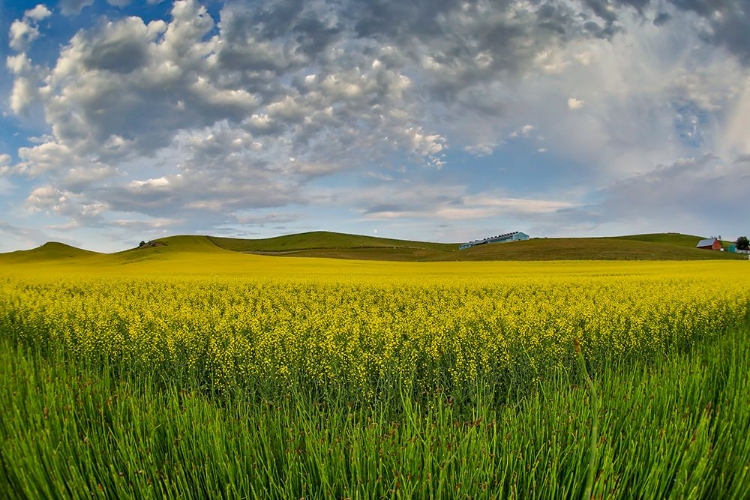 Picture of USA- WASHINGTON STATE- PALOUSE. SPRINGTIME LANDSCAPE AND CANOLA FIELDS