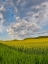 Picture of USA- WASHINGTON STATE- PALOUSE. SPRINGTIME LANDSCAPE AND CANOLA FIELDS