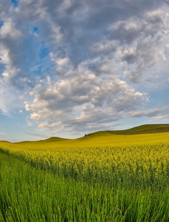 Picture of USA- WASHINGTON STATE- PALOUSE. SPRINGTIME LANDSCAPE AND CANOLA FIELDS