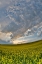 Picture of USA- WASHINGTON STATE- PALOUSE. SPRINGTIME LANDSCAPE AND CANOLA FIELDS