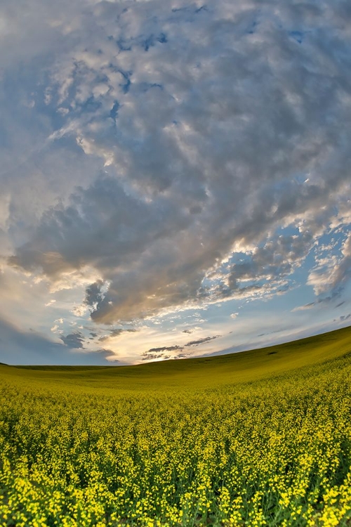 Picture of USA- WASHINGTON STATE- PALOUSE. SPRINGTIME LANDSCAPE AND CANOLA FIELDS