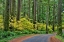 Picture of USA- WASHINGTON STATE- DARRINGTON. CURVED ROADWAY IN AUTUMN FOREST OF FIR AND VINE MAPLE TREES