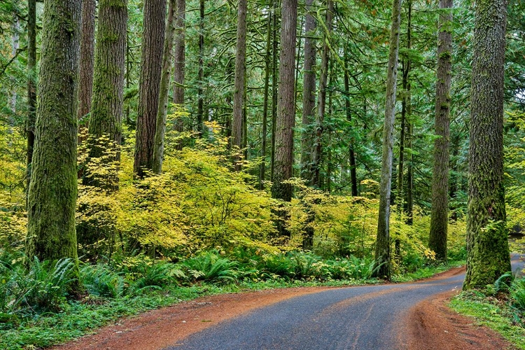 Picture of USA- WASHINGTON STATE- DARRINGTON. CURVED ROADWAY IN AUTUMN FOREST OF FIR AND VINE MAPLE TREES