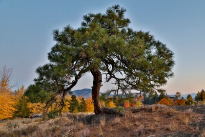 Picture of USA- WASHINGTON STATE- WINTHROP- SUN MOUNTAIN AND LONE PINE TREE